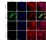 ApoA2 Antibody in Immunocytochemistry (ICC/IF)