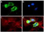 ApoA2 Antibody in Immunocytochemistry (ICC/IF)