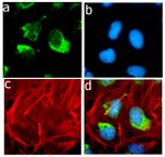 ApoA1 Antibody in Immunocytochemistry (ICC/IF)