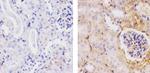 beta-2 Microglobulin Antibody in Immunohistochemistry (Paraffin) (IHC (P))