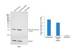 beta-2 Microglobulin Antibody