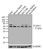 ICAM-1 Antibody in Western Blot (WB)