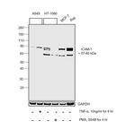 ICAM-1 Antibody in Western Blot (WB)