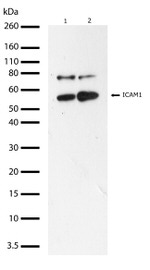 ICAM-1 Antibody in Western Blot (WB)