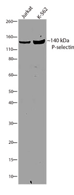 P-Selectin Antibody in Western Blot (WB)