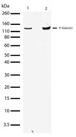 P-Selectin Antibody in Western Blot (WB)