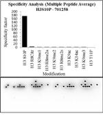 Phospho-Histone H3 (Ser10) Antibody in Peptide array (ARRAY)