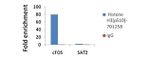 Phospho-Histone H3 (Ser10) Antibody in ChIP Assay (ChIP)