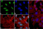 Phospho-Histone H3 (Ser10) Antibody in Immunocytochemistry (ICC/IF)