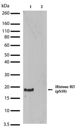 Phospho-Histone H3 (Ser10) Antibody in Western Blot (WB)