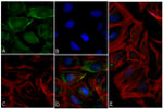 p70 S6 Kinase Antibody in Immunocytochemistry (ICC/IF)