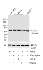 p70 S6 Kinase Antibody in Western Blot (WB)