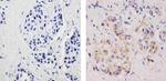 Phospho-EIF2S1 (Ser51) Antibody in Immunohistochemistry (Paraffin) (IHC (P))