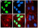 Phospho-EIF2S1 (Ser51) Antibody in Immunocytochemistry (ICC/IF)