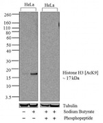 H3K9ac Antibody