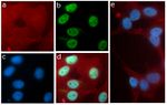 H3K9ac Antibody in Immunocytochemistry (ICC/IF)