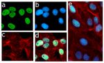 Phospho-Rb (Ser780) Antibody in Immunocytochemistry (ICC/IF)