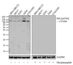 Phospho-Rb (Ser780) Antibody in Western Blot (WB)