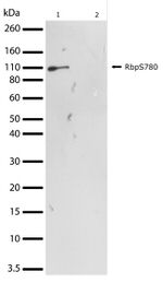 Phospho-Rb (Ser780) Antibody in Western Blot (WB)