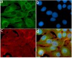 HGF Antibody in Immunocytochemistry (ICC/IF)