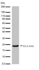 IL-1 beta Antibody in Western Blot (WB)