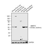 MMP16 Antibody