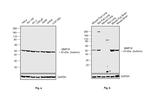 MMP16 Antibody in Western Blot (WB)