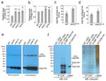 Ubiquitin Antibody in Western Blot (WB)