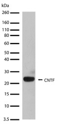 CNTF Antibody in Western Blot (WB)