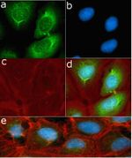 Phospho-S6 (Ser235, Ser236) Antibody in Immunocytochemistry (ICC/IF)