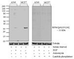 Phospho-S6 (Ser235, Ser236) Antibody in Western Blot (WB)