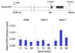 S6 Antibody