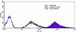 S6 Antibody in Flow Cytometry (Flow)