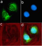 S6 Antibody in Immunocytochemistry (ICC/IF)