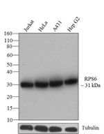 S6 Antibody in Western Blot (WB)