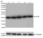 S6 Antibody in Western Blot (WB)