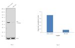 SRC Antibody in Western Blot (WB)