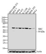 SRC Antibody in Western Blot (WB)