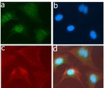 SRC Antibody in Immunocytochemistry (ICC/IF)