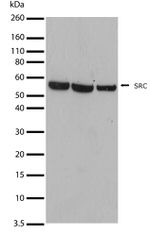 SRC Antibody in Western Blot (WB)