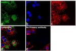 ErbB2 (HER-2) Antibody in Immunocytochemistry (ICC/IF)