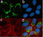 CD44 Antibody in Immunocytochemistry (ICC/IF)