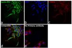 Cyclin D1 Antibody in Immunocytochemistry (ICC/IF)