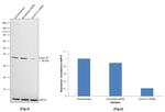 Cyclin D1 Antibody in Western Blot (WB)