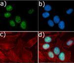 Cyclin D1 Antibody in Immunocytochemistry (ICC/IF)