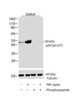 Phospho-NFkB p50 (Ser337) Antibody