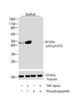 Phospho-NFkB p50 (Ser337) Antibody in Western Blot (WB)