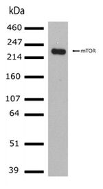 mTOR Antibody in Western Blot (WB)