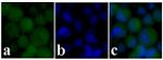 c-Kit Antibody in Immunocytochemistry (ICC/IF)