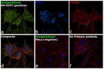 Synaptophysin Antibody